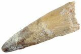 Fossil Spinosaurus Tooth - Feeding Worn Tooth #367988-1
